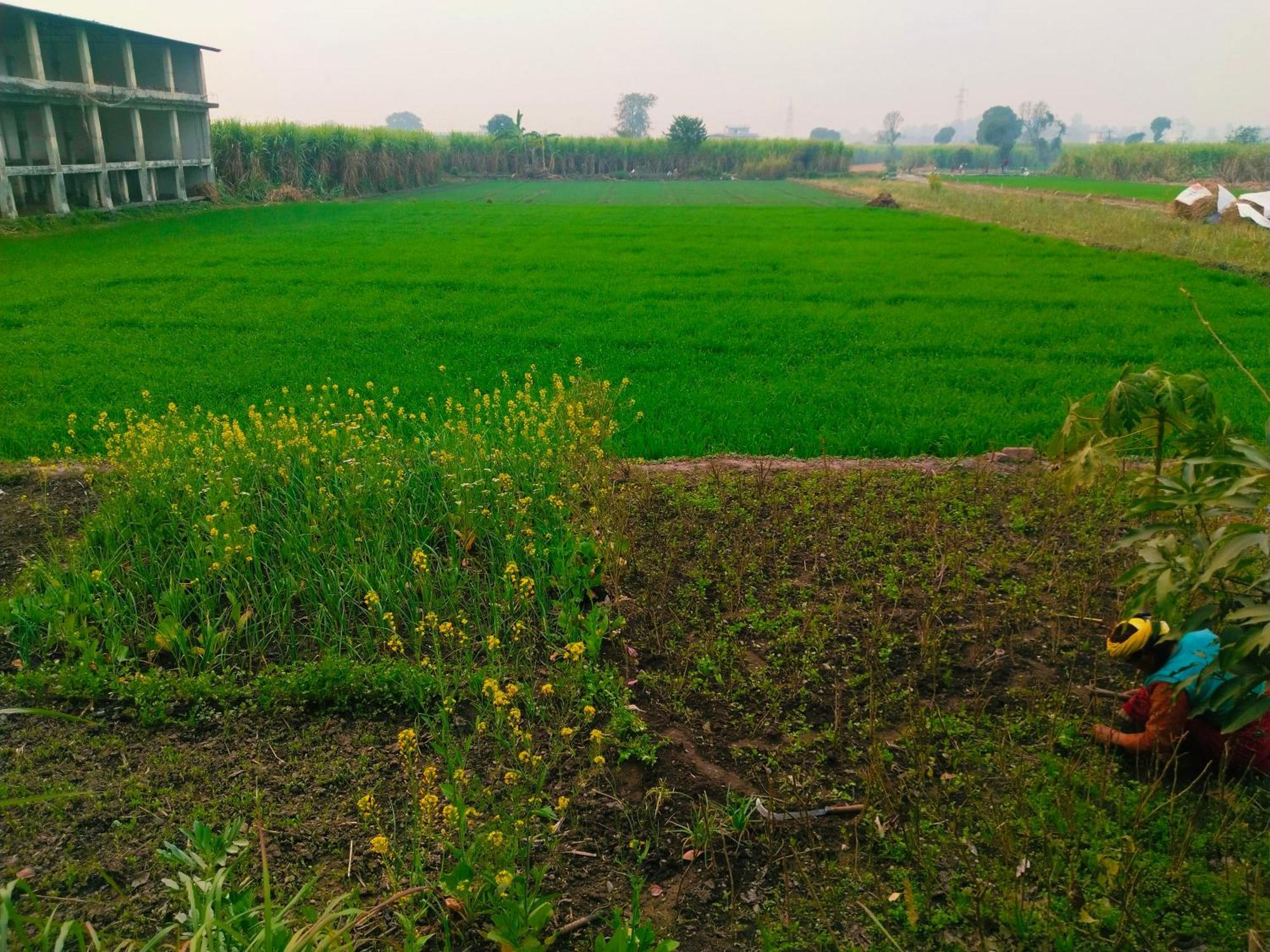Airport Luxury Nature Homestay- Near Jolly Grant Airport Dehradun Doiwala ภายนอก รูปภาพ